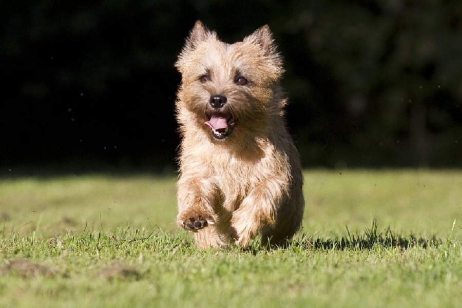 Ab 2026 gilt wieder Hundesteuer für den ersten Hund