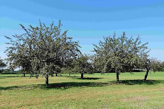 Foto: Streuobstwiesen sind wichtige Lebensräume. 