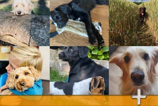 Collage Hunde