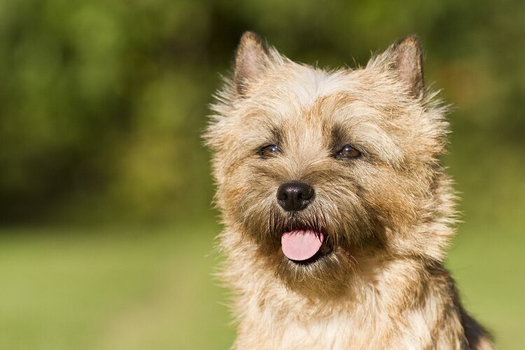 Ab 2026 wieder Hundesteuer für den ersten Hund