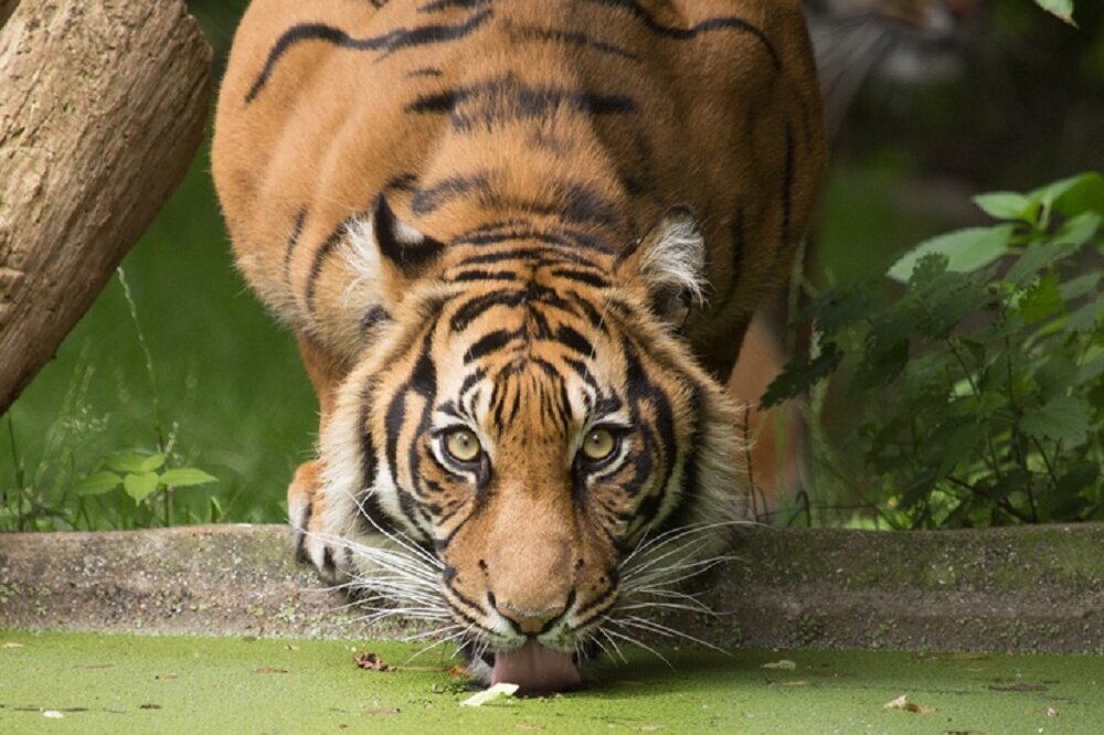 Senioren besuchen Moschee und Naturzoo