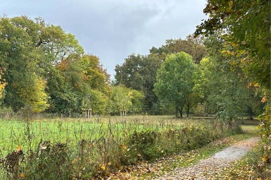 Foto: Blick ins Grüne über eine Wiese