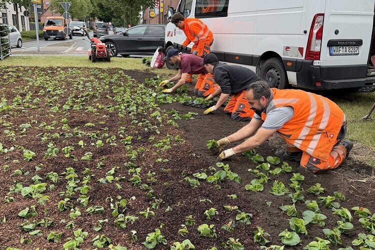 20.000 neue Blumen für Ahlen