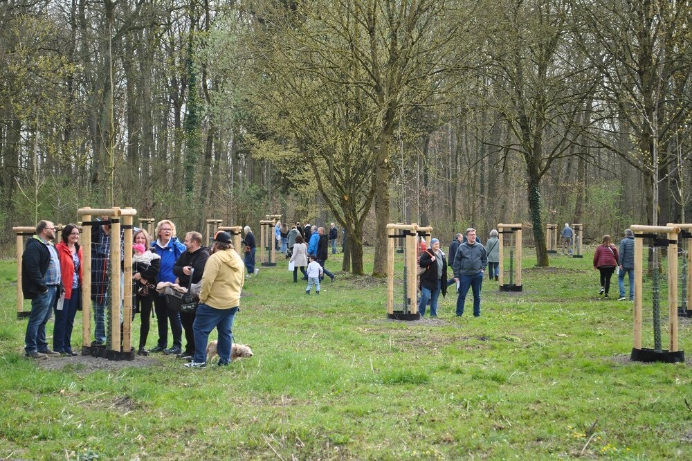 Linde, Eiche, Hainbuche: Rekordverdächtiger Zuwachs im Langstwald