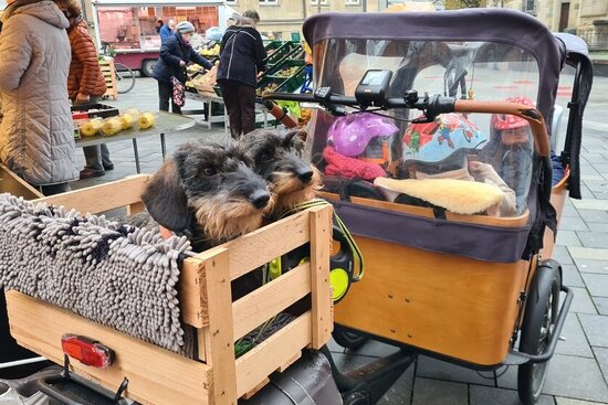 Foto: Lastenfahrrad mit einem Korb und zwei Dackel